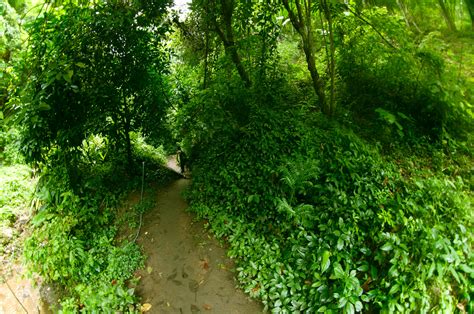 Free Images : tree, forest, grass, lawn, leaf, flower, moss, green, jungle, soil, botany, garden ...