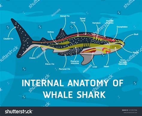 Internal Anatomy Whale Shark Stock Vector (Royalty Free) 1015957396 | Shutterstock