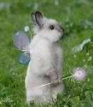 Image result for Soft Cute Bunny