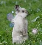Image result for Pictures of Cute Bunny
