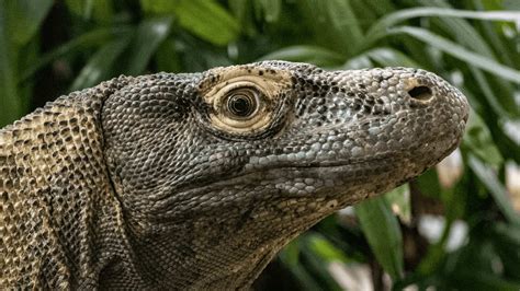 Komodo Dragons - Wilder Institute/Calgary Zoo