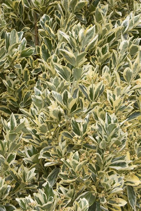 Silver King Euonymus, Euonymus japonicus 'Silver King', Monrovia Plant