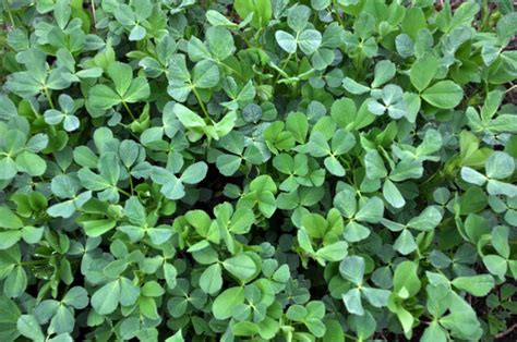 Image result for horsetail and nerve damage