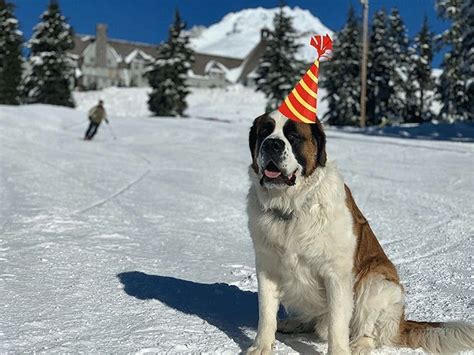 BRUNOS 7TH BIRTDHAY, Timberline Lodge, Government Camp, January 27 2024 ...