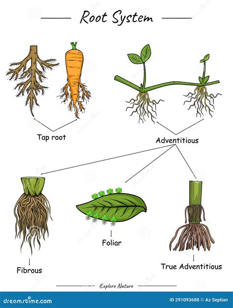 Image result for The Three Types of Root