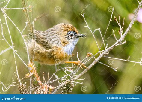Southern Emu-wren in Western Australia Stock Image - Image of natural ...