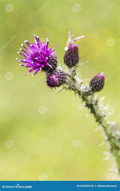 Close-up of a Thistle Bloom, the National Flower of Scotland Stock ...