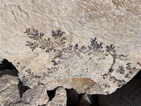 Carbon Film Fossils 9.2: Types Of Preservation Geosciences