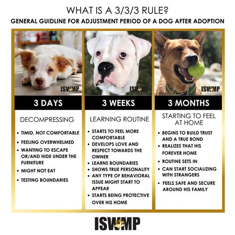 How Long Before A Rescue Dog Feels At Home