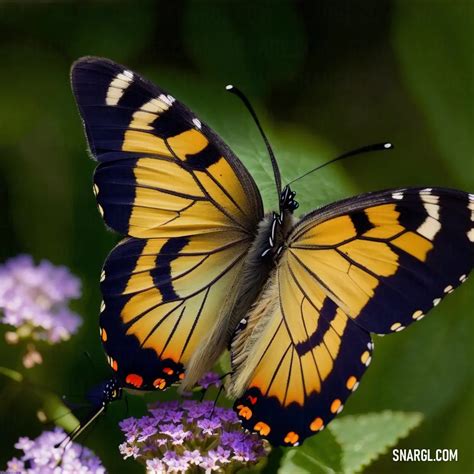 Butterfly. What is the taxonomy of Butterfly? The camouflage, migration, hibernation and ...