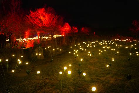Dazzling Nights Offers a Holiday Walk Through in the Garden