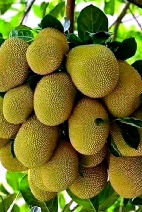 Uses Of Jack Fruit Tree at Samantha Tennant blog