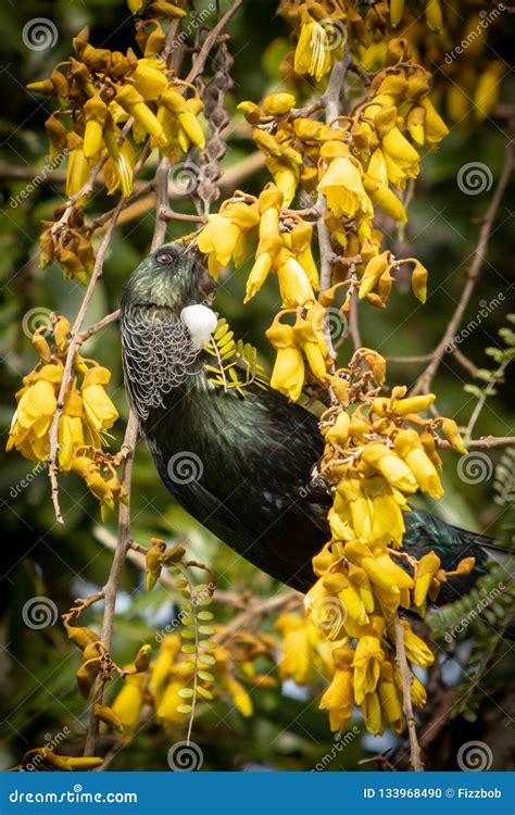 New Zealand Native Songbird the Tui in Native Kowhai Tree Sucking Nectar from Bright Yellow ...