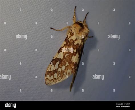 Spotted Tussock Moth (Lophocampa maculata Stock Photo - Alamy