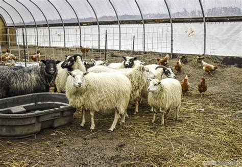 So, Do Sheep Have Horns?