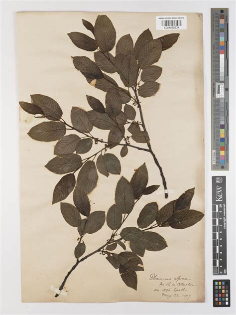 Rhamnus alpina L. | Plants of the World Online | Kew Science