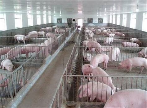 现代化养猪场建设|大型养猪场设计|养猪场图片 - 猪好多网