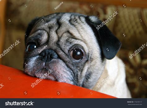 Why Do Dogs Have Sad Eyes