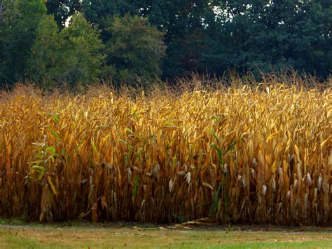 Field Of Corn Free Stock Photo - Public Domain Pictures