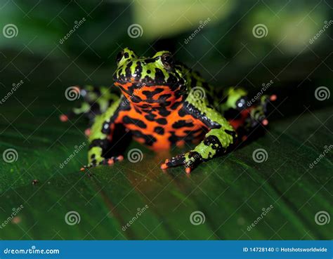 Oriental Fire Bellied Toad Male Green Leaf, China Stock Photo - Image ...