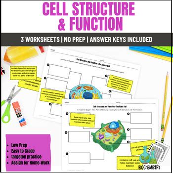 Cell Structure and Function Worksheet 的图像结果