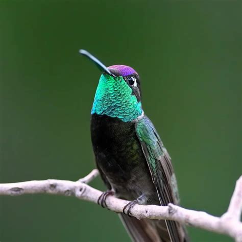 All 8 Hummingbirds in North Carolina [With Pictures & Maps - A Garden Diary