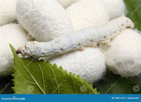 Silk Cocoons with Silk Worm Stock Image - Image of fabric, silkworm ...