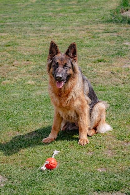 A german shepherd dog sits in the grass with a toy in front of it ...