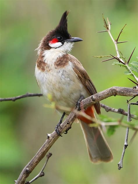 58. Red-whiskered bulbul (ಕೆಮ್ಮೀಸೆ ಪಿಕಳಾರ - Kemmise Pikalara)
