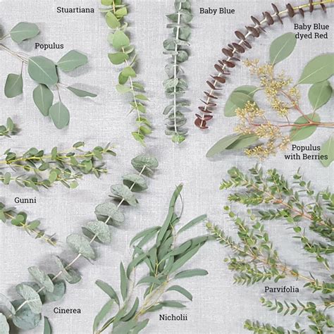 Two Types Of Eucalyptus Leaves at Sebastian Vosz blog