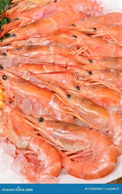 Argentine red shrimp stock image. Image of seafood, closeup - 97603565