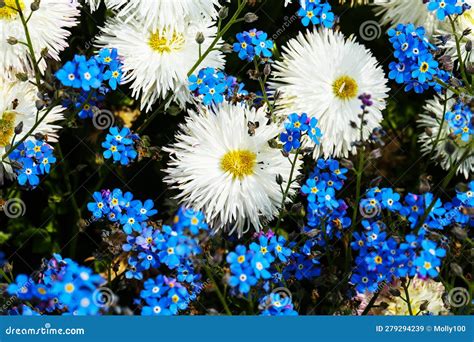 Pretty White and Blue Flowers in a Botanical Garden Stock Image - Image ...