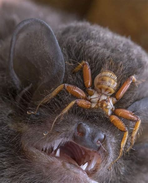 A teratoma tumor complete with teeth, eyes, and veins : r/Damnthatsinteresting