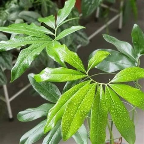 Philodendron Goeldii (Thaumatophyllum Spruceanum) - Plant – Lalit ...