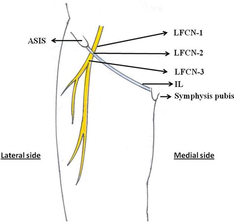 Posterior Femoral Cutaneous Nerve