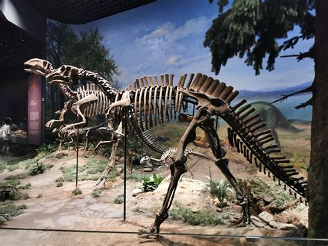 科学网—呼和浩特内蒙古博物院之恐龙 - 陈立群的博文