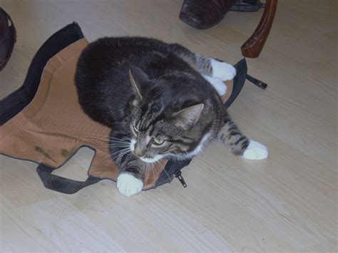 Schwarz grau getigerte Katze aus Kiel spurlos verschwunden in Kiel ...