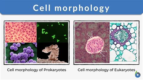 Morphology Biology Definition with Examples