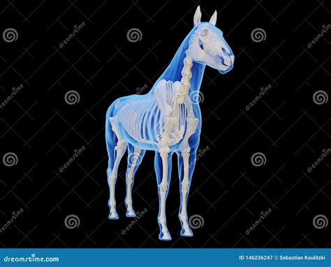 The horse skeletal system stock illustration. Illustration of system ...