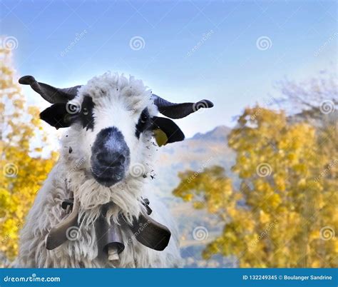 Cute sheep white and black stock image. Image of wool - 132249345