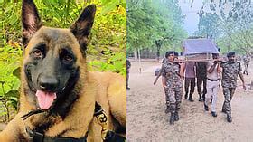 CRPF Bids Farewell To Canine Hero Rolo Who Died After Being Attacked By ...