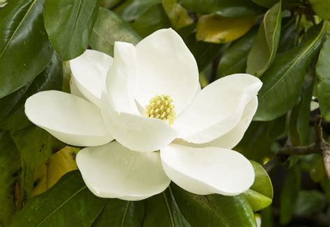Louisiana State Flower Magnolia Facts | Best Flower Site