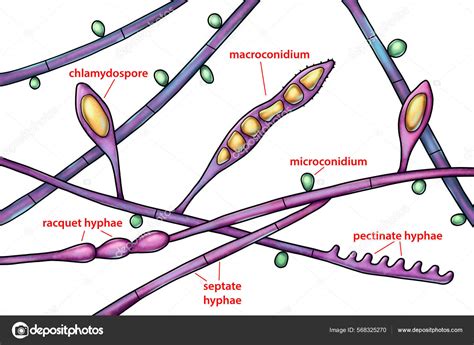 Structure Microscopic Fungi Microsporum Audouinii Illustration Anthropophilic Dermatophyte ...
