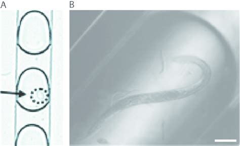 Image result for Microfludics Cell Encapsulation