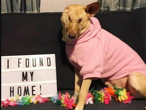 Image result for Dogs Getting Abused