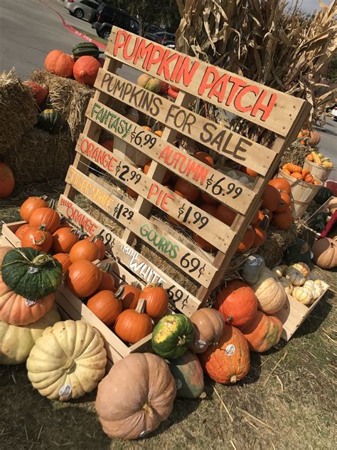 Pumpkin Patch Pallet Sign at Trader Joe's McKinney, Texas