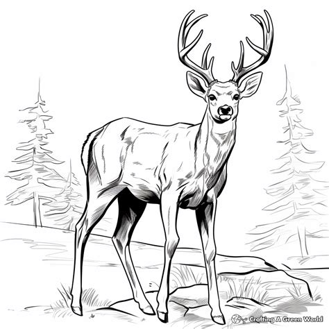 Bucks Coloring Pages - Free & Printable!