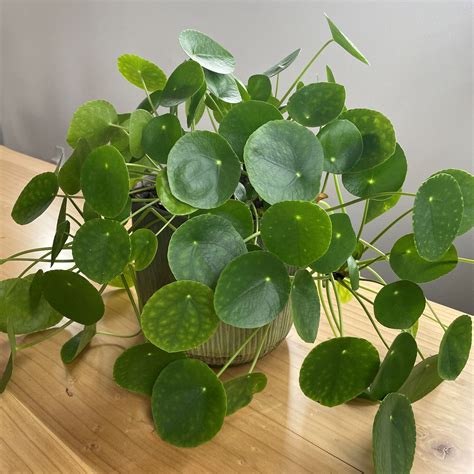 https://figandfreya.com/cdn/shop/articles/Pilea-peperomioides-Chinese-Money-Plant-Houseplant-Container-scaled.jpg?v=1659039332&width=2560