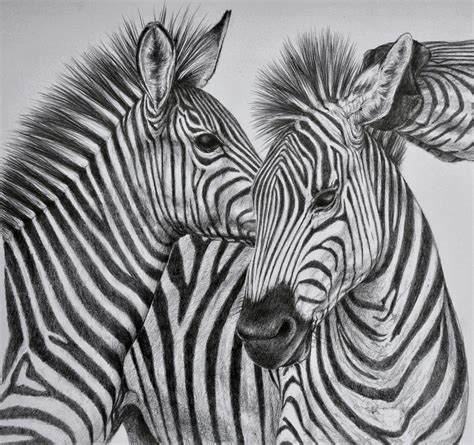 Zebra drawing | Pencil drawings of animals, Animal drawings sketches, Animal drawings