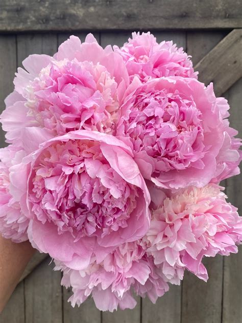 When Are Peonies in Season? — Lynsey Taulbee